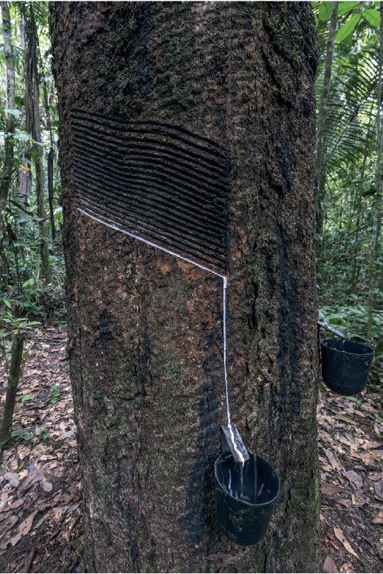 Imagem: Fotografia. Destaque de tronco de árvore soltando látex em um suporte de ferro que vai até um balde pendurado na árvore. Fim da imagem.