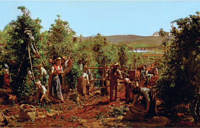 Imagem: Fotografia. Homens e mulheres em plantação extensa de café, estão carregando escadas de madeiras e sacos com sementes.  Fim da imagem.