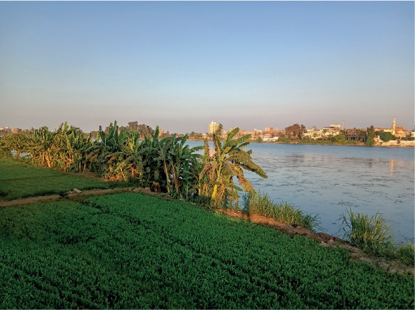 Imagem: Fotografia. Plantação em campo sobre margem de um rio largo. Há plantas baixas e pequenas bananeiras. Do outro lado do rio há casas e prédios. Fim da imagem.