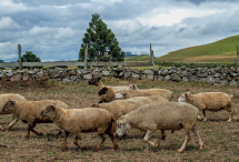 Imagem: Fotografia. Rebanho de ovelhas sombra um campo com pedras grossas formando um muro baixo ao fundo. Fim da imagem.