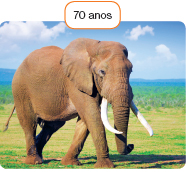 Imagem: Fotografia. Elefante andando em campo aberto. Fim da imagem.