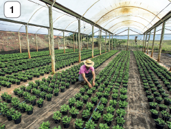 Imagem: Fotografia. 1: Plantação de horta em estufa grande com homem no interior trabalhando.  Fim da imagem.