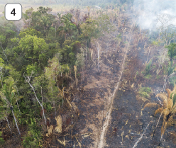 Imagem: Fotografia. 4: Vista aérea de floresta em queimada com árvores carbonizadas e fumaça. Fim da imagem.