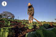 Imagem: Fotografia. 1: Homem de chapéu bege, vestindo casaco preto e calça cinza. Está segurando uma enxada sobre campo aberto de plantação.  Fim da imagem.