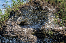 Imagem: Fotografia. Rocha formada por conchas com vegetação ao redor. Fim da imagem.