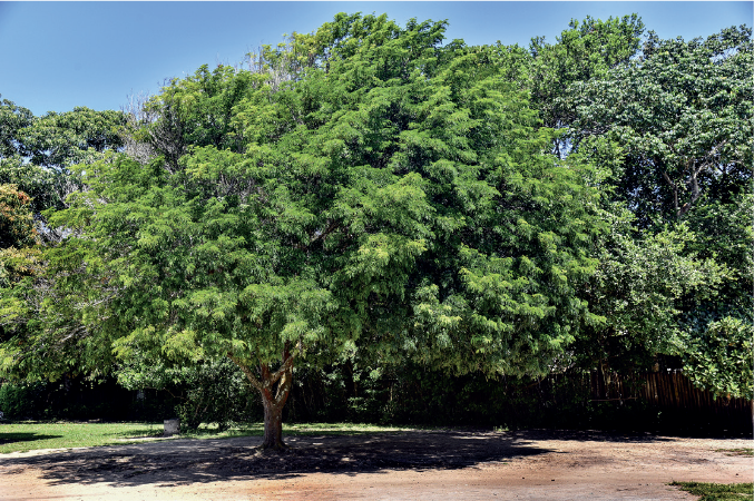 Imagem: Fotografia. Destaque de árvore com copa alta e larga formando grande sombra abaixo sobre campo de grama e terra. Ao fundo há árvores diversas. Fim da imagem.