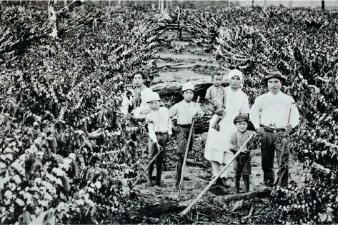 Imagem: Fotografia em preto e branco. Homem, mulher e cinco crianças sobre uma plantação de café. Fim da imagem.