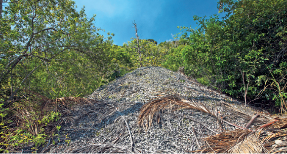 Imagem: Fotografia. Monte de sambaqui formado por restos fossilizados de ossos, conchas e moluscos. Ao redor, árvores e vegetação fechada.   Fim da imagem.