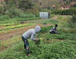 Imagem: Fotografia. Homens trabalhando em plantação de hortaliças.    Fim da imagem.