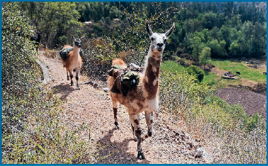 Imagem: Fotografia. Uma lhama com manchas marrons. Atrás há outra lhama e ao fundo, árvores.  Fim da imagem.