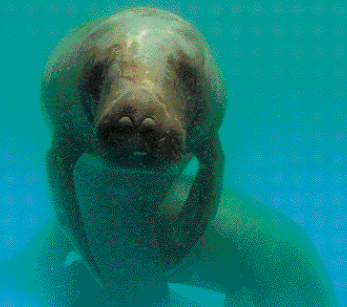 Imagem: Fotografia. Peixe-boi-da-amazônia, animal grande com nadadeiras compridas e focinho largo e grande. Fim da imagem.