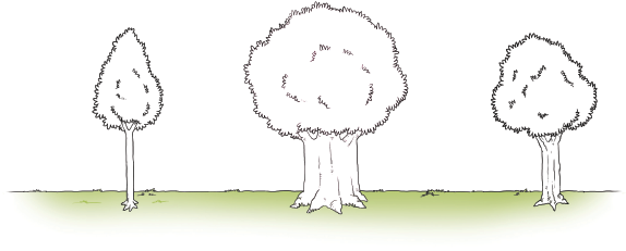 Imagem: Ilustração em preto e branco. À esquerda, uma árvore com tronco muito . No centro, uma árvore com tronco grosso. À direita, uma árvore com tronco médio. Fim da imagem.
