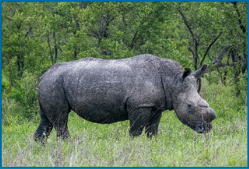 Imagem: Fotografia. Um rinoceronte cinza sobre um gramado. Ao fundo, árvores.  Fim da imagem.