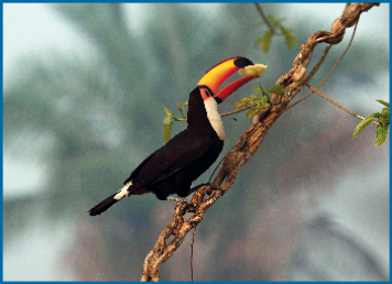 Imagem: Fotografia. Um tucano preto com bico amarelo sobre um galho de árvore.  Fim da imagem.