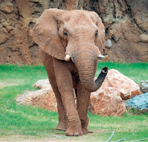 Imagem: Fotografia. Um elefante andando e atrás dele há pedras.  Fim da imagem.