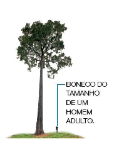 Imagem: Fotografia. Uma CASTANHEIRA (BERTHOLLETIA EXCELSA) muito alta com copa verde. Ao lado, ilustração de uma pessoa pequena (BONECO DO TAMANHO DE UM HOMEM ADULTO). Fim da imagem.