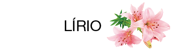 Imagem: Fotografia 1. Lírio, flor rosa.   Fim da imagem.