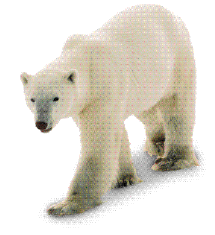 Imagem: Fotografia. Um urso-polar.  Fim da imagem.