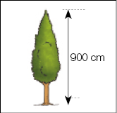 Ilustração. Carta com o desenho de uma árvore medindo 900 cm de comprimento.