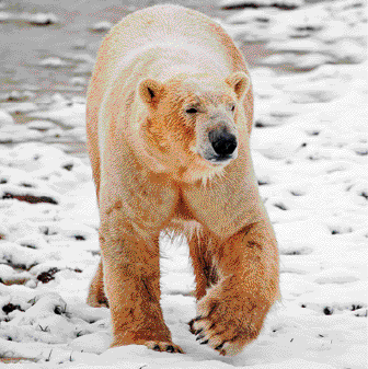 Fotografia. Urso polar com pelo manchado de marrom. Ao fundo, neve.