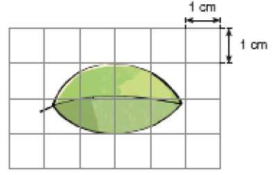 Imagem: Ilustração. Malha quadriculada com seis colunas e quatro fileiras. Cada quadradinho mede 1 cm de largura e comprimento. No centro há uma folha ocupando quatro quadradinhos verdes e quatro meio quadradinhos verdes.  Fim da imagem.