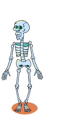 Imagem: Ilustração. Um esqueleto humano.   Fim da imagem.
