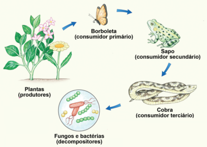 Imagem: Esquema. À esquerda, uma Planta e uma flor. Abaixo o texto: Plantas (produtores). Seta de indicação para ilustração de uma borboleta. Abaixo, o texto: Borboleta (consumidor). Seta de indicação para ilustração de um sapo. Abaixo, o texto: Sapo (consumidor secundário). Seta de indicação para a ilustração de uma cobra. Abaixo, o texto: Cobra (consumidor terciário). Seta de indicação para ilustração de bolinhas conectadas e formas cilíndricas com escamas. Abaixo, o texto: Fundos e bactérias (decompositores).  Fim da imagem.