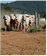 Imagem: Fotografia. Uma manada de boi caminhando na terra. Fim da imagem.