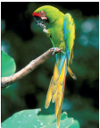 Imagem: Fotografia. Uma arara com corpo verde, asas coloridas e bico achatado. Fim da imagem.