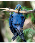 Imagem: Fotografia. Uma arara azul com bico preto.  Fim da imagem.