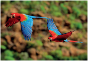 Imagem: Fotografia. Duas araras com cabeça vermelha e asas coloridas. Elas estão voando. Fim da imagem.