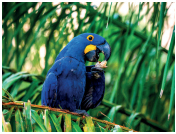 Imagem: Fotografia. Uma arara azul, com pico preto segurando um grão no bico.  Fim da imagem.