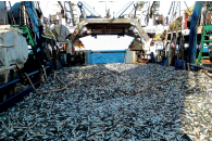 Imagem: Fotografia f). Um barco com milhares de peixes. Fim da imagem.