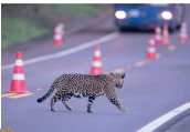 Imagem: Fotografia de uma onça pintada, andando em uma estrada. Fim da imagem.