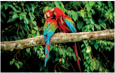 Imagem: Fotografia. Duas araras com cabeça vermelha e asas coloridas. Elas então sobre um galho abraçadas.  Fim da imagem.