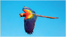 Imagem: Fotografia. Uma arara vermelha com penas coloridas, com as asas abertas voando.  Fim da imagem.