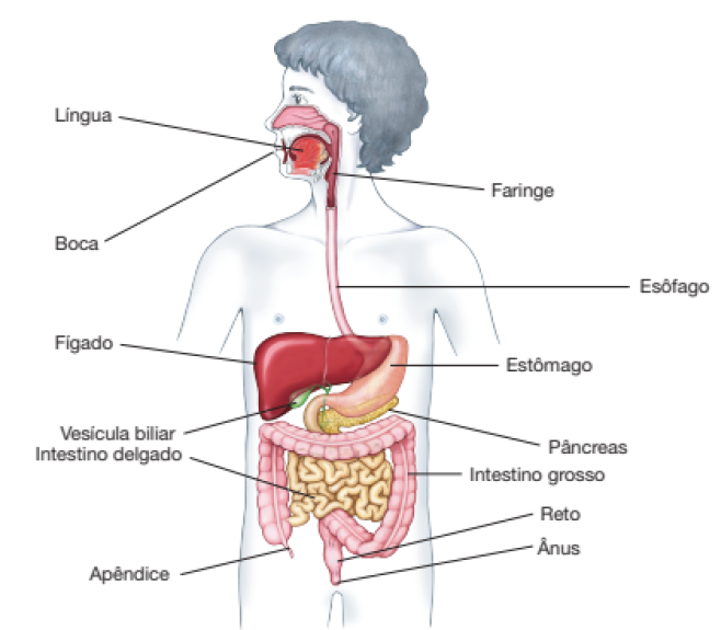 Imagem: Esquema. Silhueta de uma pessoa de perfil, destacando os órgãos internos: Sendo: Língua e Boca: forma avermelhada dentro da boca. Faringe tubo avermelhado na linha do pescoço. Esôfago: tubo longo conectando a faringe e o estômago. Estômago: Órgão em formato de bolsa, localizado abaixo do peito. À esquerda. Fígado, órgão avermelhado em formato de bolsa. Abaixo, Vesícula biliar, pequena forma branca. Abaixo do estômago: Pâncreas, faixa amarelada. Abaixo, Intestino delgado, tubo sinuoso cobrindo o centro da barriga. Contornando ele, Intestino grosso: Tubo grosso rosado com um rabo do lado esquerdo: Apêndice. No meio um tubo, na linha da púbis, o Reto: Tubo conectado ao intestino grosso e ao Ânus. Ao lado, o texto: Esquema do sistema digestório do corpo humano. Reprodução fora de proporção em cores-fantasia. Fim da imagem.