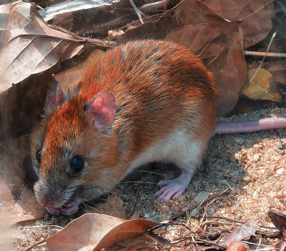 Fotografia. Um rato com pelugem marrom. Ele está com as pernas dianteiras unidas na frente do corpo, ao lado de folhas secas que estão no chão.