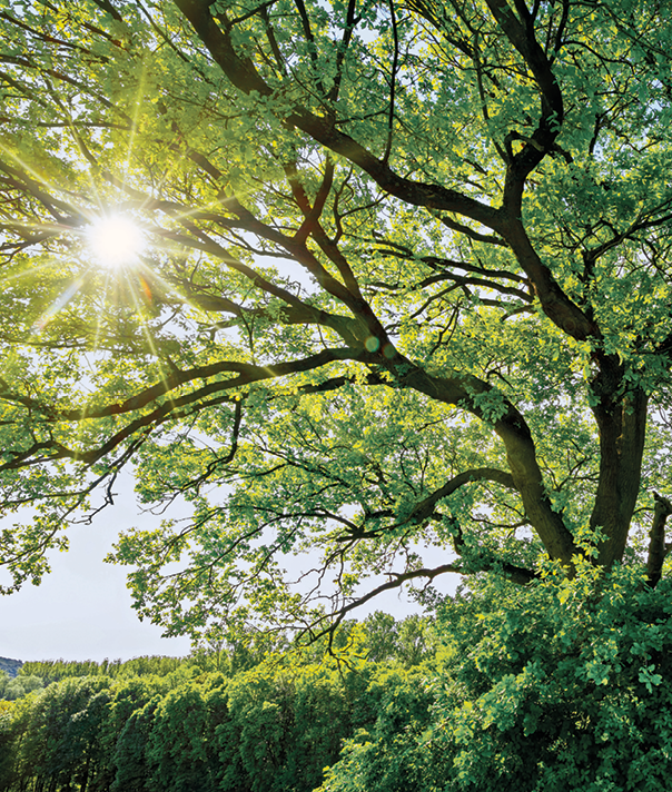 Fotografia. Uma área com vegetação baixa e uma árvore alta no canto direito, com galhos bem ramificados que apontam para a esquerda. Por trás da copa da árvore, o Sol.