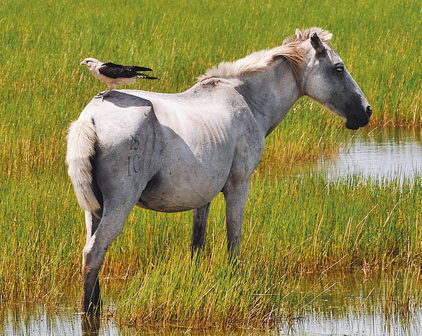 Fotografia. Ave de penas pretas com pescoço e cabeça brancos, parado em cima do dorso de um cavalo branco, que está em pé em uma região de vegetação rasteira alagada.