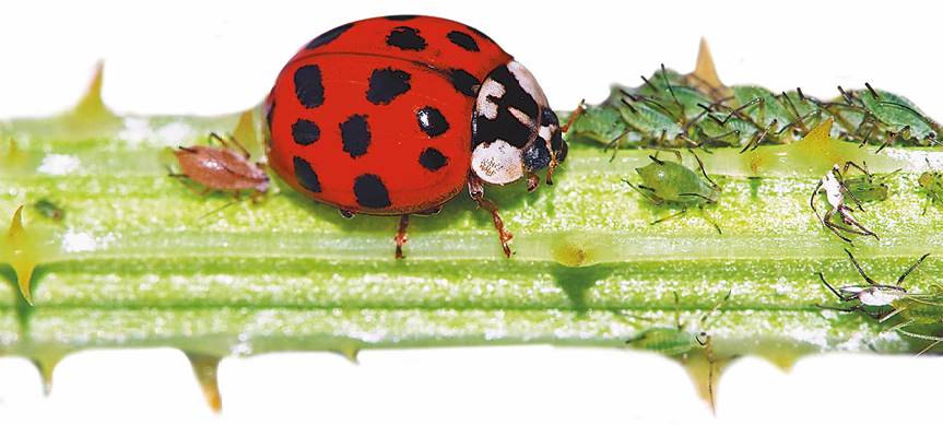 Fotografia. Um galho de planta com uma joaninha, inseto de forma arredondada, vermelha com pontos pretos, e outros insetos menores.