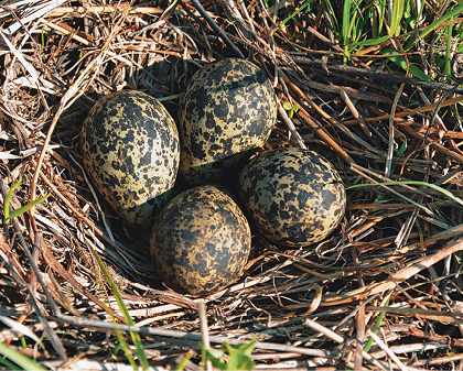 Fotografia. Ninho com quatro ovos dentro. Os ovos são pequenos e manchados de marrom e preto.