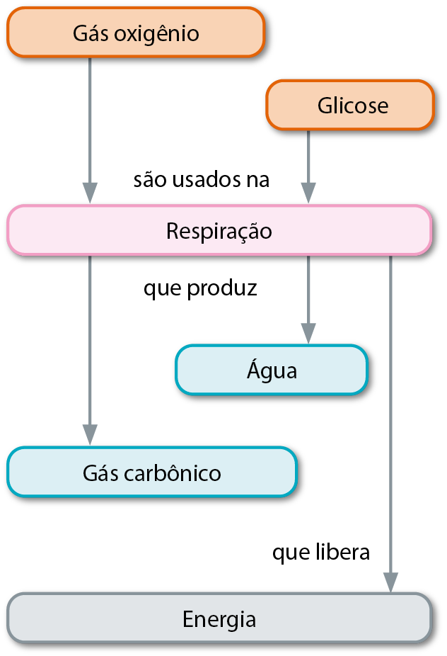 Fluxograma. Gás oxigênio. Glicose. São usados na: respiração, que produz: Gás carbônico e Água. Respiração, que libera: Energia.