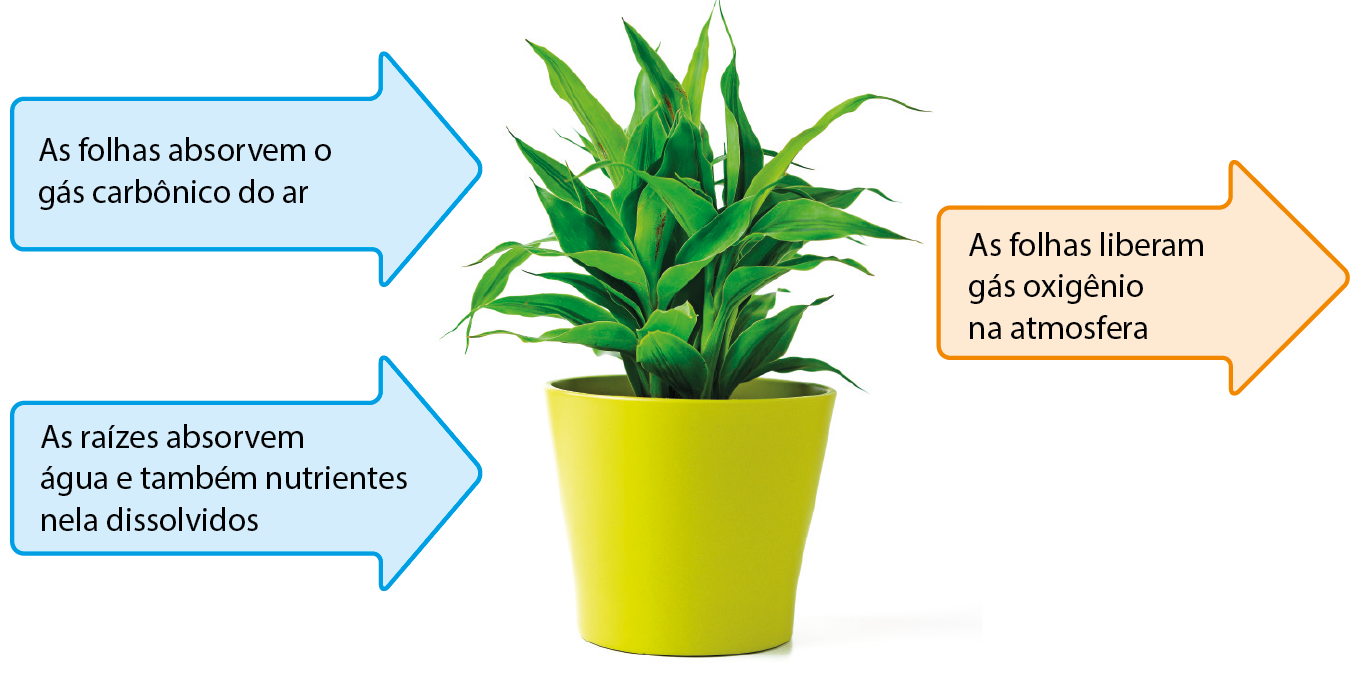 Esquema. Setas para a direita. As folhas absorvem o gás carbônico do ar. As raízes absorvem água e também nutrientes nelas dissolvidos. Fotografia de um vaso com uma planta. Seta para a direita: as folhas liberam gás oxigênio na atmosfera.