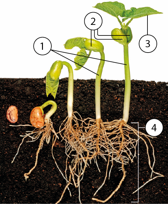 Fotografia. Uma sequência de imagens da germinação de um grão de feijão, com linhas de chamada com números na quarta e quinta imagens. Primeira imagem: Semente enterrada. Segunda imagem: Da semente sai uma estrutura alongada que termina em uma ramificação. Terceira imagem: Muda saindo do solo. Quarta imagem: Muda maior. Da estrutura alongada acima do solo sai uma linha de chamada identificada com o número 1. Da estrutura oval sai uma linha de chamada identificada com o número 2.  Quinta imagem: Muda maior. Da estrutura alongada acima do solo sai uma linha de chamada identificada com o número 1. Das estruturas ovais saem linhas de chamada identificadas com o número 2.  Da parte acima das estruturas ovais sai uma linha de chamada identificada com o número 3. Da parte ramificada que se encontra no interior do solo sai uma linha de chamada identificada com o número 4.