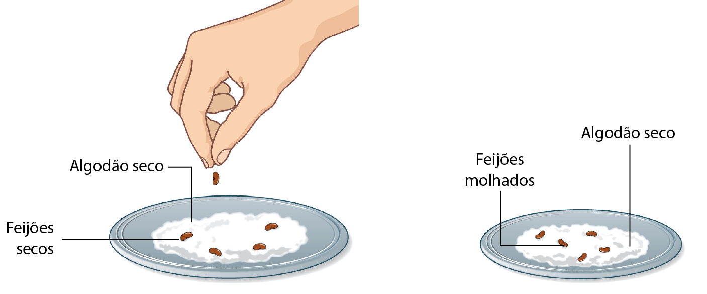 Ilustração. Destaque para a mão de uma pessoa soltando um grão de feijão em um prato. Sobre o prato há algodão seco e feijões secos. Ilustração. Um prato com feijões molhados e algodão seco.