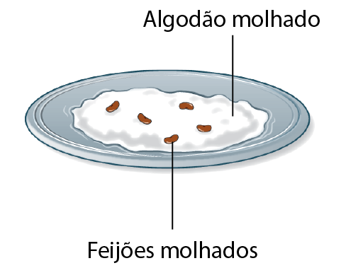 Ilustração. Um prato com feijões molhados e algodão molhado.