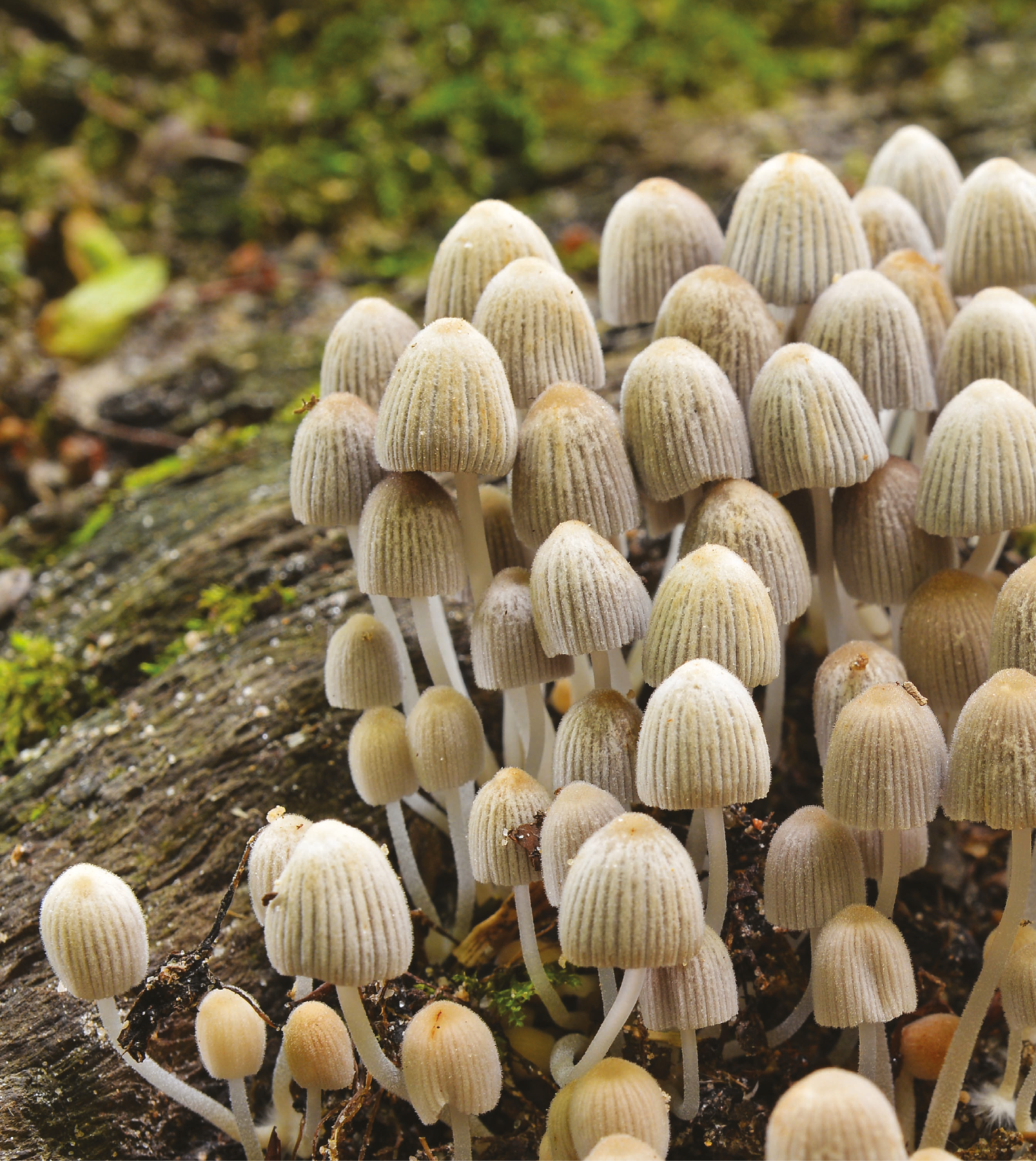 Fotografia. Uma colônia de cogumelos brancos, em formato que lembra um guarda-chuva fechado, está sobre um tronco de árvore no solo.