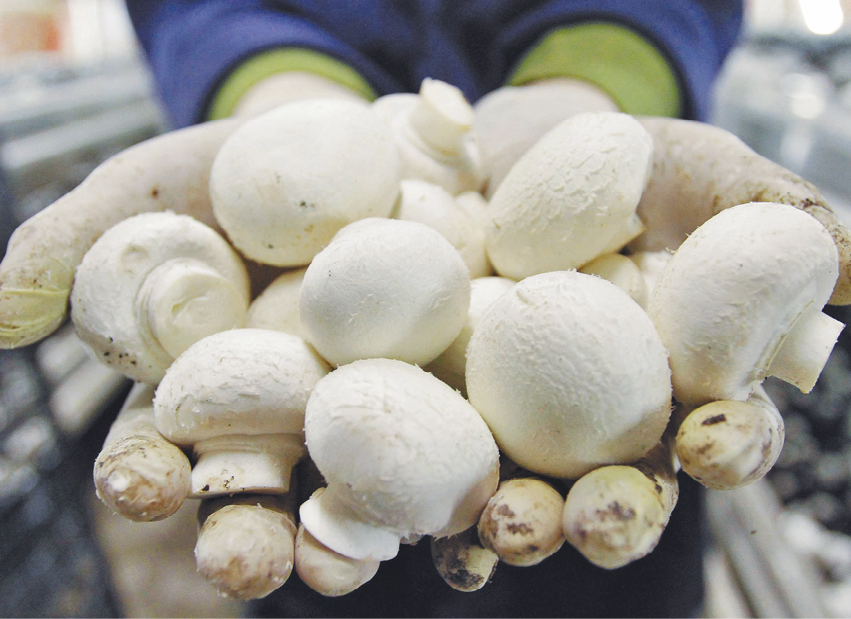 Fotografia. Destaque para as mãos de uma pessoa com luvas segurando vários pequenos cogumelos brancos.