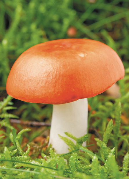 Fotografia. Um cogumelo na terra, com a parte superior larga laranja e haste branca.